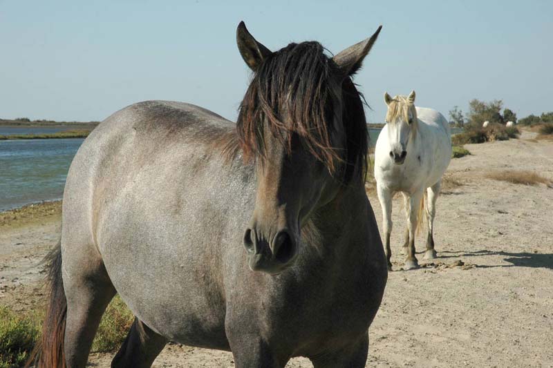 chevaux liberte