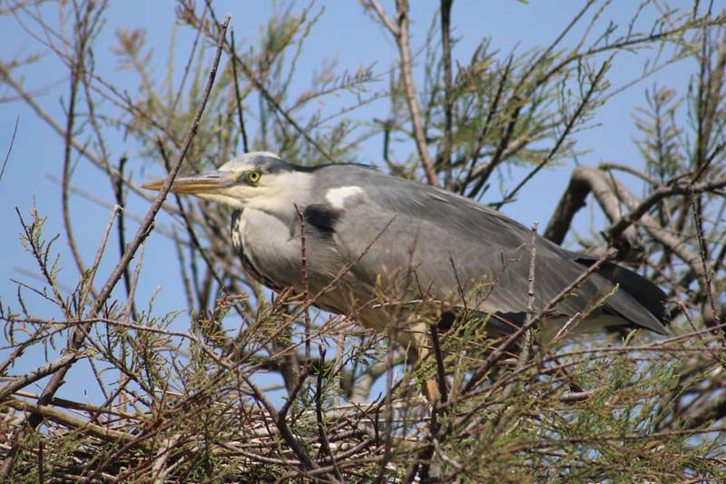 ornothologie camargue