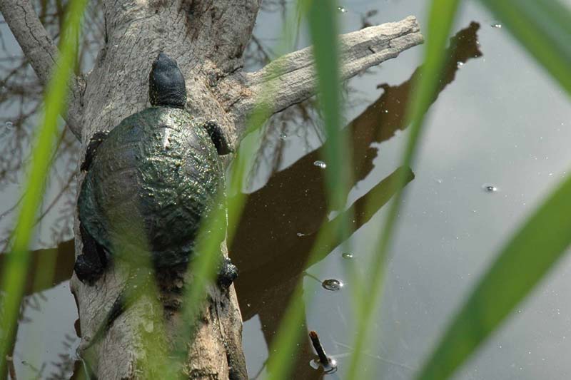 tortue